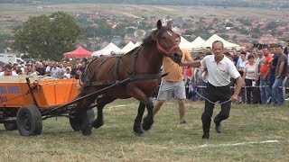 Tractiune cu cai | Tropote in Tara Vinului - 17 sept 2017