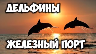 Дельфины в железном порту