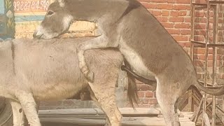dinky meeting  full hot sambhog ke sath