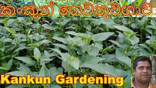 කංකුන් නිවසේදිම වගා කරමු Kankun  niwasedima waga karamu