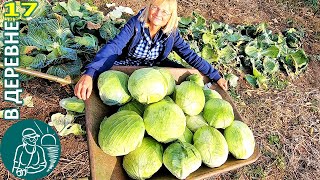 Уборка урожая капусты и рецепт салата, сбор семян баклажан Жизнь Гордеевых в деревне - Влог 17