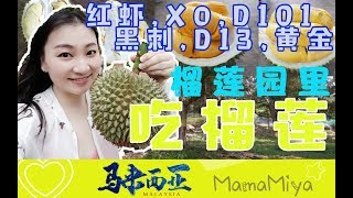 麻坡榴莲园里吃10个品种的榴莲，吃到了传说中的黑刺！甘榜榴莲,XO,红虾,D101,D13,太原,黄金,猫山王好吃吗？