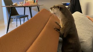 カワウソさくら 寝床の警戒をするカワウソ警備員がポンコツ可愛い Otter guards who are vigilant are too good
