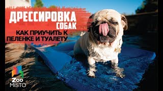 Приучить писать на пеленку | Как правильно дрессировать собаку | Дрессировка и воспитание собак