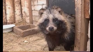 ВСЕ КАК У ЛЮДЕЙ - ЕНОТЫ
