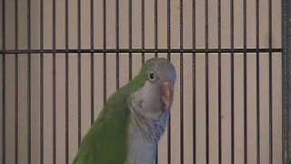 Obama Bird (Houdini)   ***WOW***