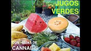 RECETAS DE JUGOS CON CANNABIS CRUDO (4/4)