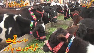 Young Beautiful Cow Bakra Mandi Gujrat Pakistan 2020 By Super Punjab tv