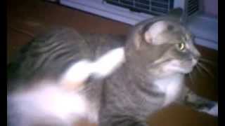 Grey, cats don't sleep outside when it's raining