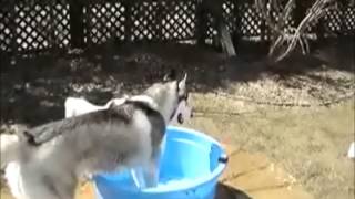 Siberian Husky Brothers 2006年4月の犬たち