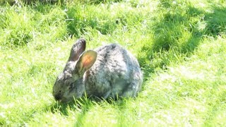 Милые кролики. Анонс. / Cute rabbits. Announce (# анонс)
