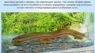 Вьюн