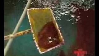 dats siamese tiger fish part 5