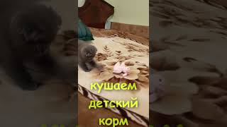 Харьков-Кіт "Роки" Ч-1 #shorts