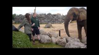 Vlog - Day as a zoo keeper!! ♥