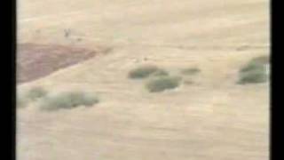 chasse loup avec sloughi benisaf tjr
