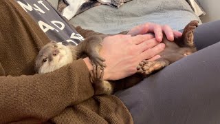 飼い主とカワウソが抱き合ってるだけに見えて実際抱き合ってるだけの動画 Video of an otter and its owner just cuddling