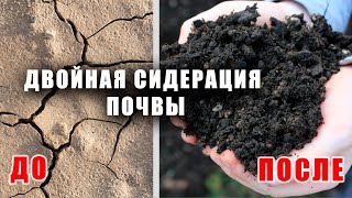 Двойная сидерация - плодородный чернозём даром!