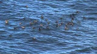 Crested Auklet