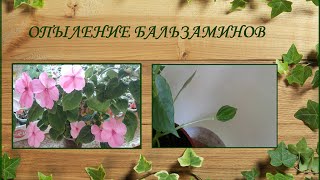 Опыление бальзаминов. Размножение семенами.