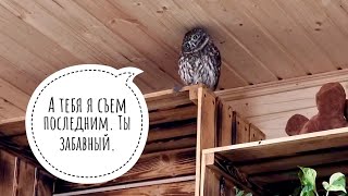 Кот Дурлок придуривается, сыч Лучик умиляется