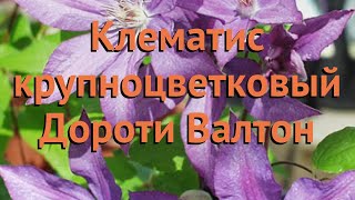 Клематис крупноцветковый Дороти Валтон ? обзор: как сажать, саженцы клематиса Дороти Валтон