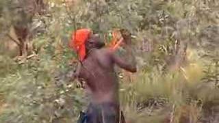Bird Hunt