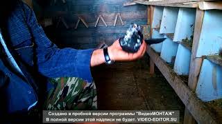 Николаевские голуби. Продажа в калужской обл.