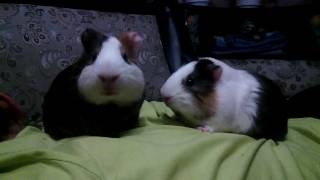 Морские свинки отдыхают на спине 1 Les cochons d'Inde et des porcelets