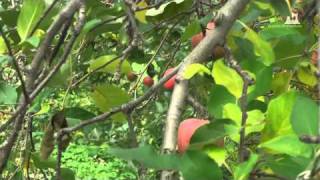 青森りんご収穫風景 - りんご収穫近景 - 0162A