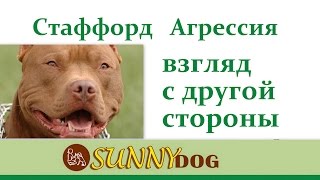 Амстафф агрессивен- посмотрим с другой стороны! Порода американский стаффордширский терьер