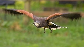 Hera the Hawk! Training (parabuteo unicinctus)