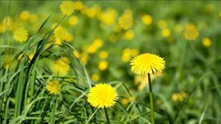 Футаж Носит одуванчик желтый сарафанчик HD Dandelions