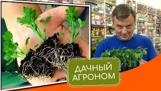 Рассада: 3 агрономические истории о рассаде, и еще кое-что полезное #дачныйагроном