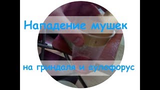 Нападение мушек на гриндаля и аулофорус