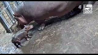 Hippo Fiona has a New Brother or Sister Cincinnati Zoo