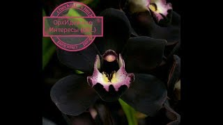 Тилландсия Анита (Tillandsia Anita). Презентация.