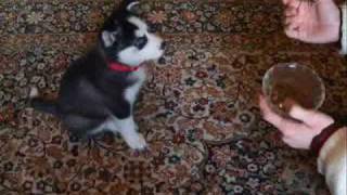 2 aylık Sibirya Kurdu - Bekleee! :) / 2 month old Siberian Husky