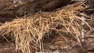 20150518 地理中国  国际生物多样性日特别节目·地球家园·荒原树屋