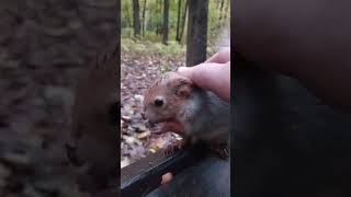 Погладил белочке ушки / Stroked the squirrel 's ears