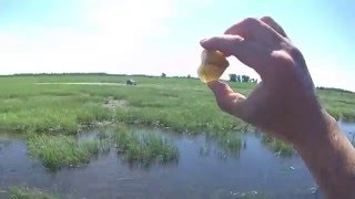 Охота на Сердолик.