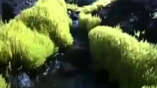 СИБИРСКИЕ БИОТЕХНОЛОГИИ  Вводная лекция