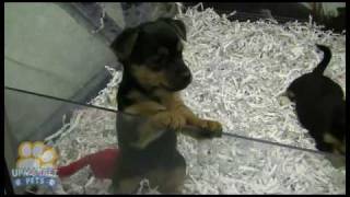 Miniature Fox Terrier ( Mini Foxie ) X puppies