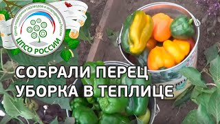 ?️ Как провести сплошную уборку перца в теплице. Выращиваем перец.