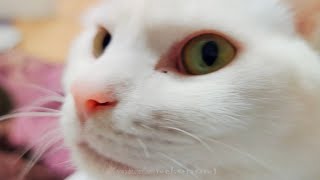 おっさんと猫 猫の鼻息に吹かれるnekomon的日常