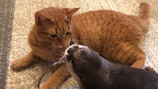 カワウソさくら 珍しくおもちゃで遊ぶカワウソ遊ばない猫 Playing otter and non-playing cat
