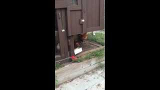 Hen crows like rooster