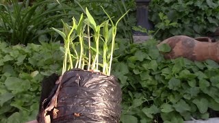 Перец.  Рассада из улитки.  Пересадка рассады перца.