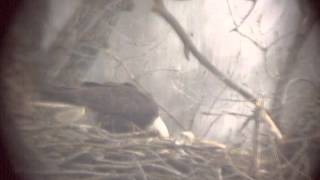 Decorah Eagles, 2013-04-05, 04:15pm: D15, D16, D17 at 34 seconds