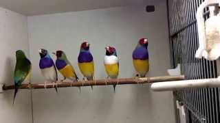Самцы амадины гульда, Chloebia gouldiae, Gouldian